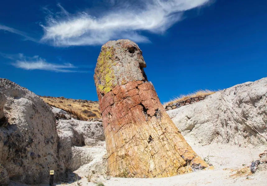 Taşlaşmış Orman (Petrified Forest) — fotoğraf 3