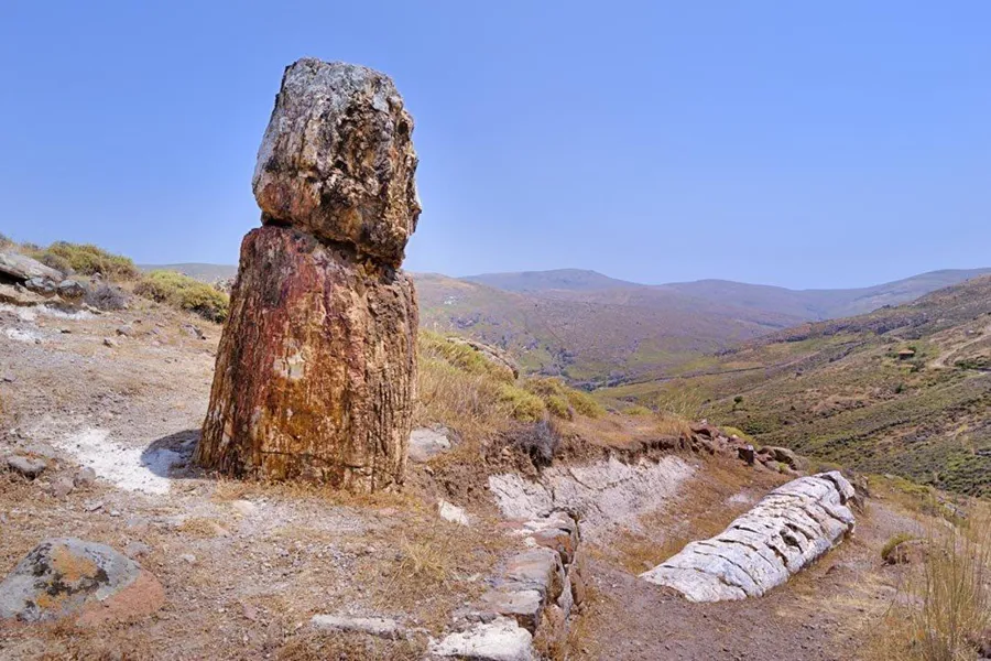 Taşlaşmış Orman (Petrified Forest) — fotoğraf 2
