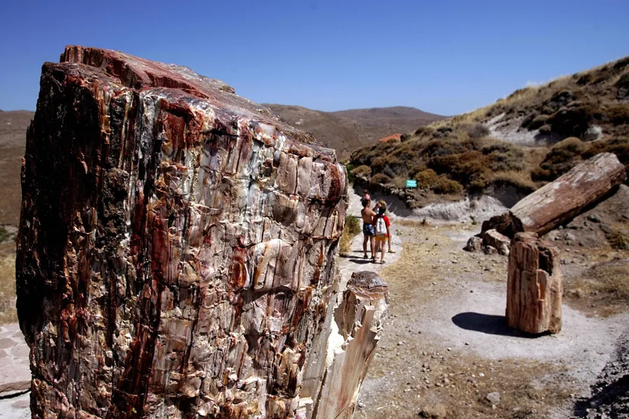 Taşlaşmış Orman (Petrified Forest) — fotoğraf 4