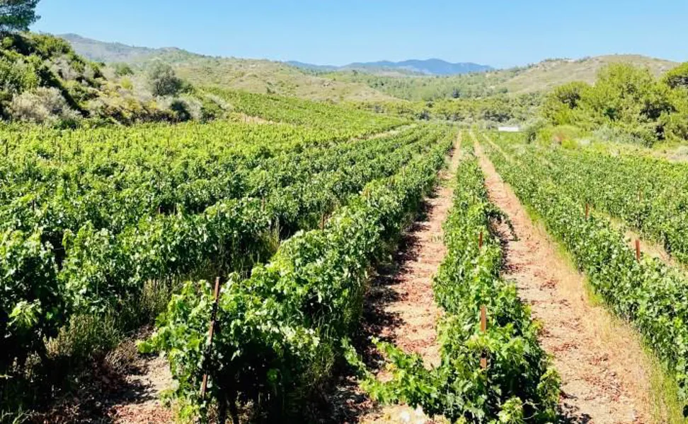 Embonas (Şarap Köyü) — fotoğraf 2